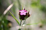 Macro flore